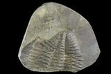 Partial Ogyginus Cordensis - Classic British Trilobite #103088-1